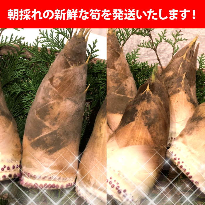 福井県坂井市産】朝採り新鮮たけのこ 2kg(3~5本) Konchan 福井県坂井市産】朝採り新鮮たけのこ 2kg(3~5本) Konchan